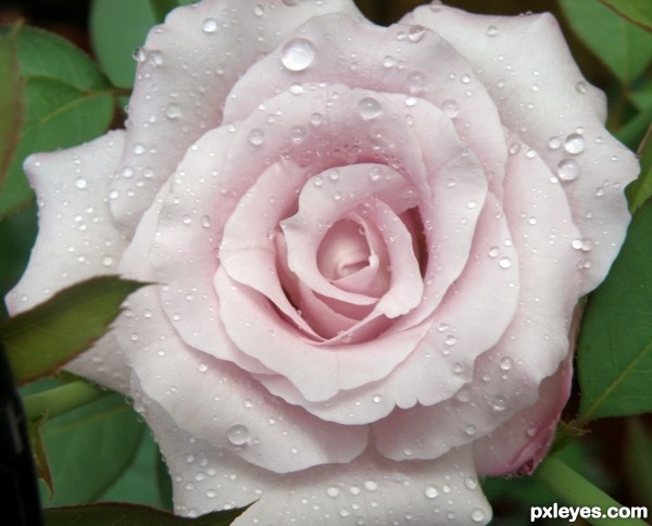Tennessee Purple Rose